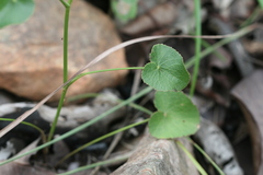 Pimpinella tirupatiensis